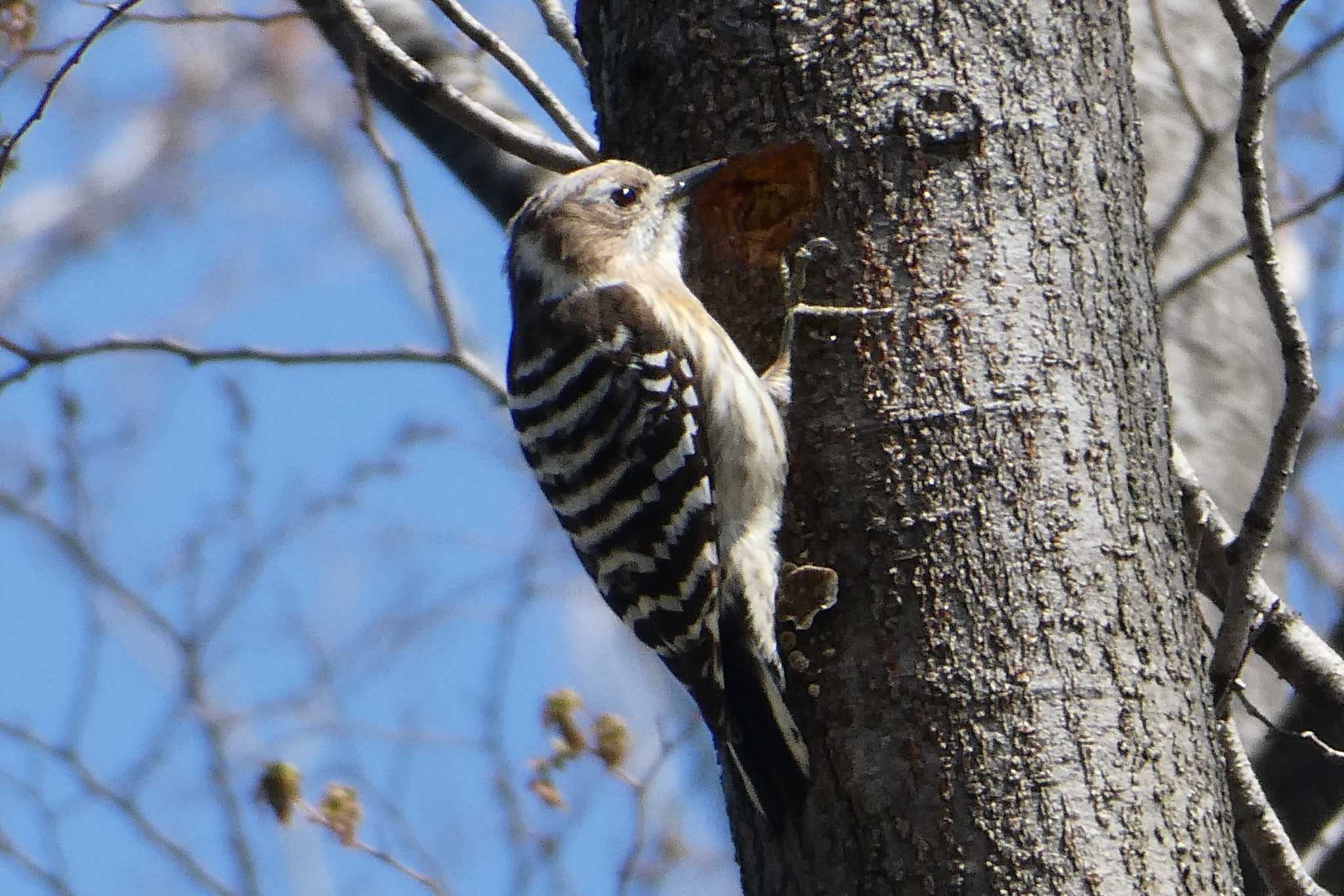 Photo of Japanese Pygmy Woodpecker at 東京都北区 by Kirin-Kita