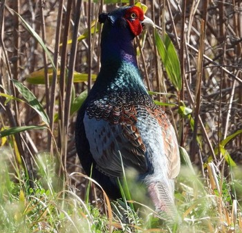 Green Pheasant 岡山吉備路 Mon, 4/1/2024