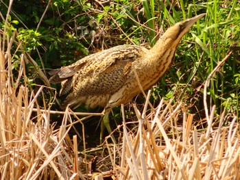 Eurasian Bittern Oizumi Ryokuchi Park Thu, 3/21/2024