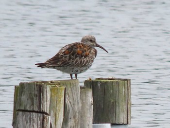 Great Knot 山口県立きらら浜自然観察公園 Sat, 3/30/2024