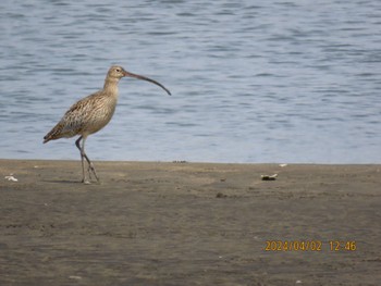 2024年4月2日(火) 葛西臨海公園の野鳥観察記録