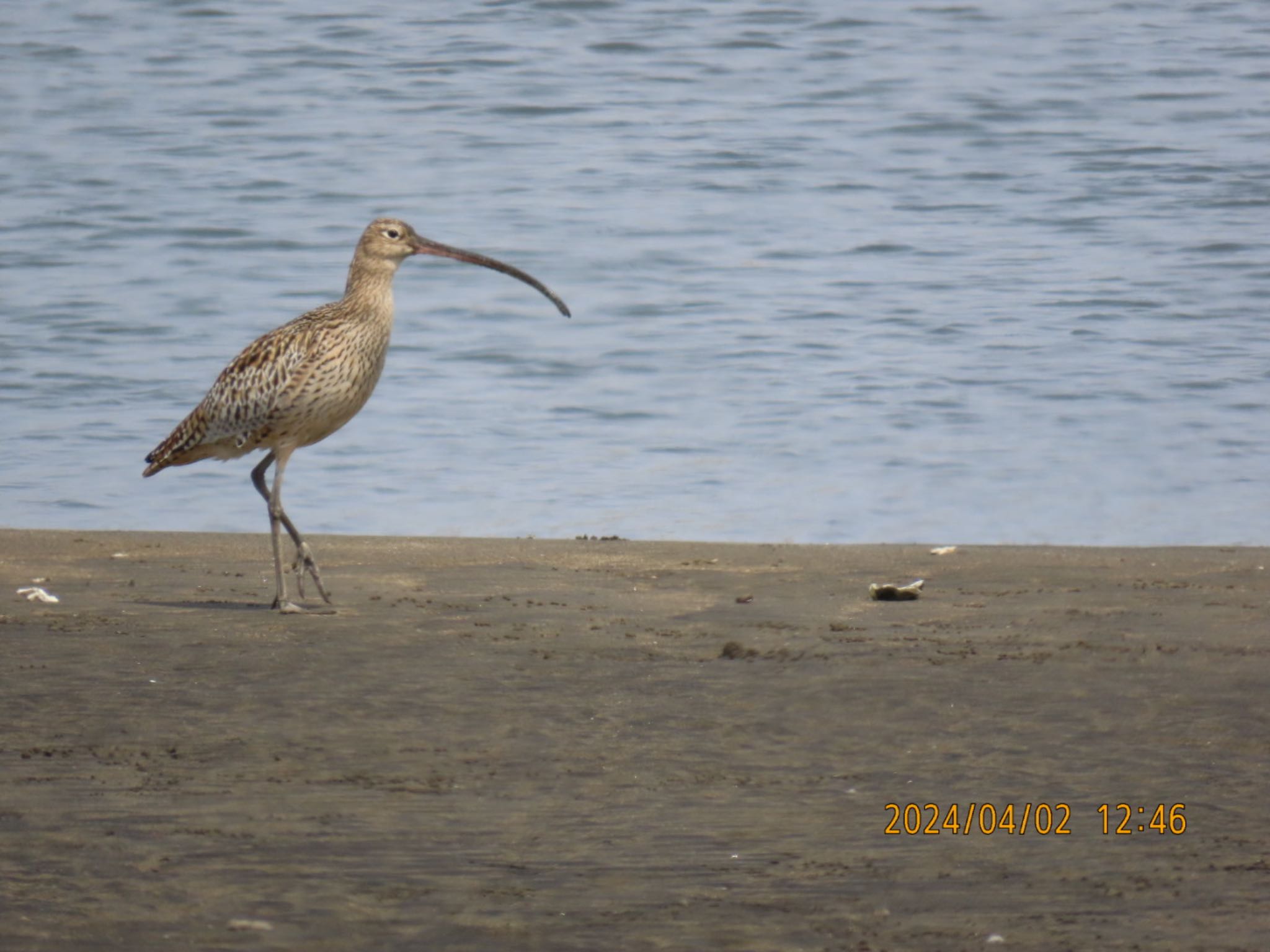 葛西臨海公園　ホウロクシギの写真 by MIKOAISA