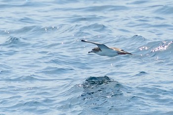 Streaked Shearwater 隠岐(島根県) Sat, 3/30/2024