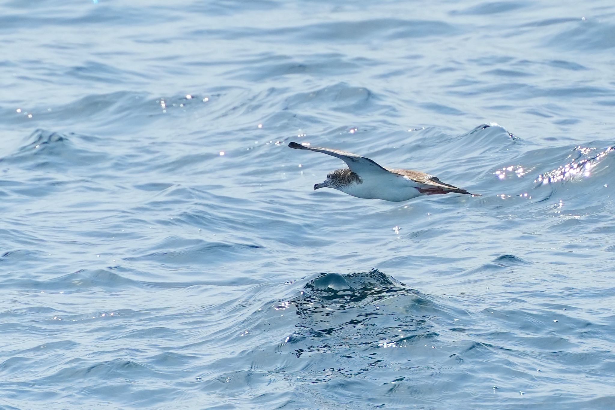 Streaked Shearwater