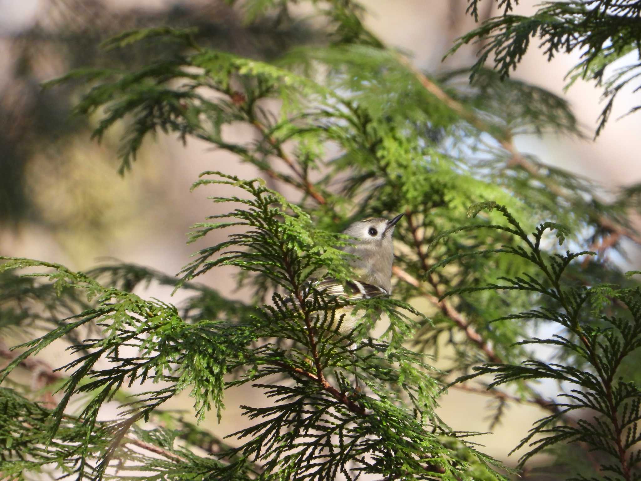 Goldcrest