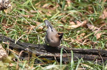 Bohemian Waxwing Ooaso Wild Bird Forest Park Sun, 3/31/2024