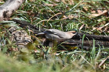 Bohemian Waxwing Ooaso Wild Bird Forest Park Sun, 3/31/2024