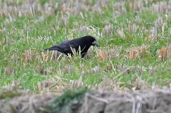 Rook 板倉町 Sun, 3/24/2024