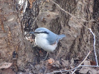 Eurasian Nuthatch(asiatica) 豊平公園(札幌市) Tue, 4/2/2024