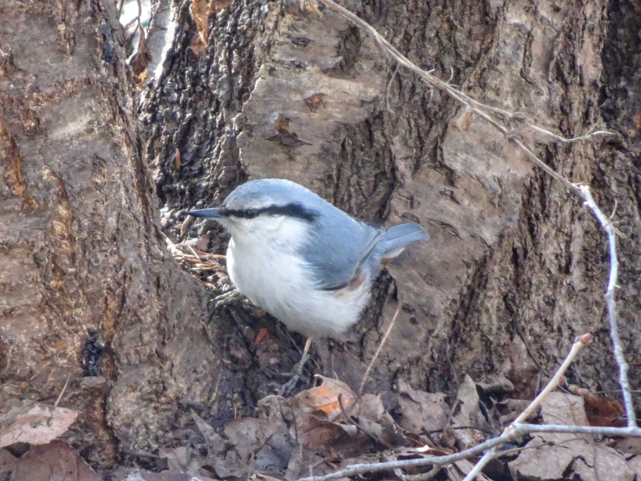 Photo of Eurasian Nuthatch(asiatica) at 豊平公園(札幌市) by やまじゅーのん