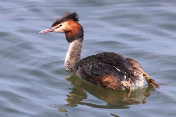 Great Crested Grebe 日の出三番瀬沿い緑道 Sun, 3/31/2024