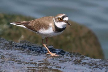 Little Ringed Plover 日の出三番瀬沿い緑道 Sun, 3/31/2024