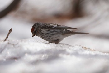 Common Redpoll Unknown Spots Sat, 3/30/2024