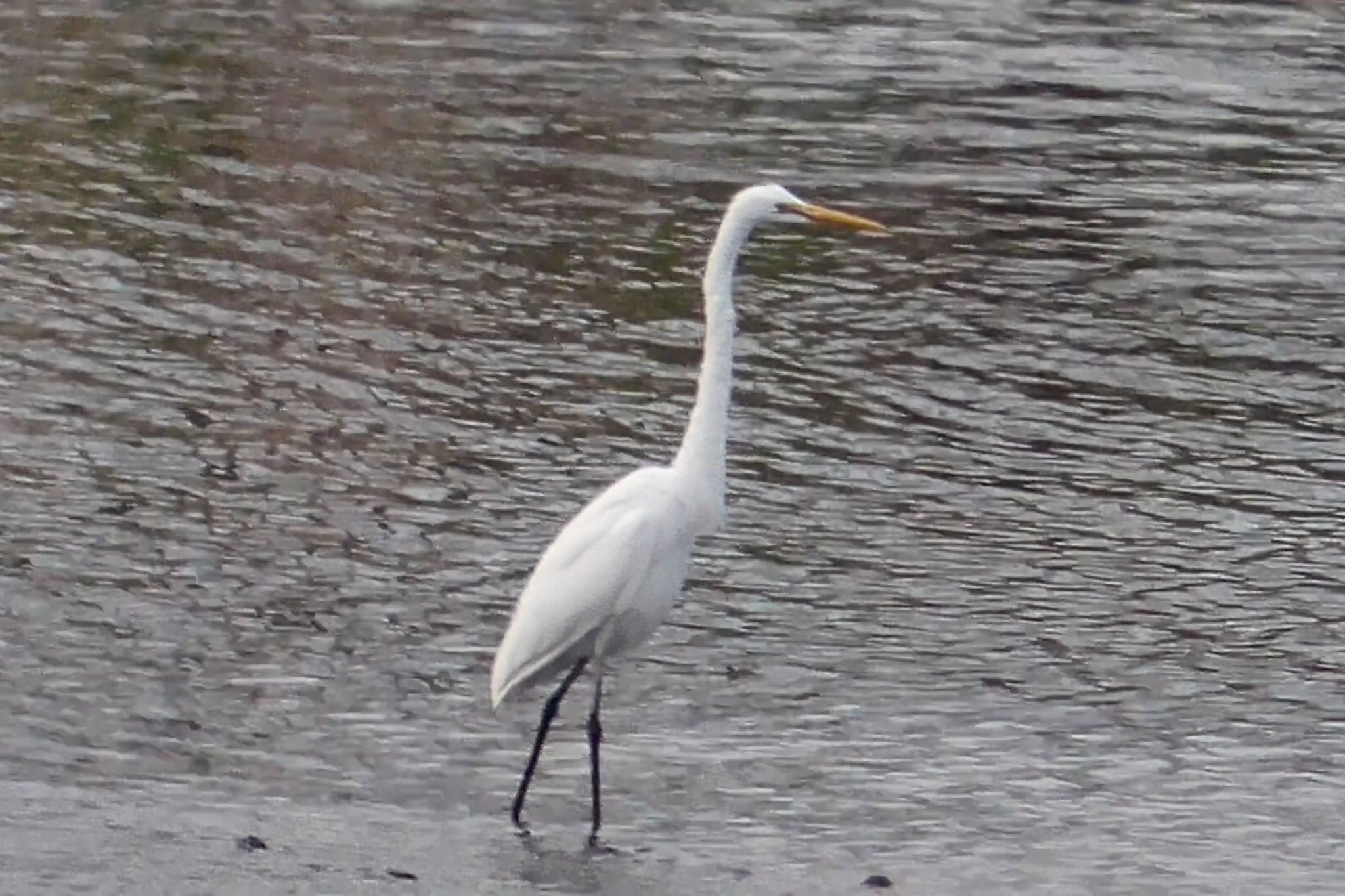 Great Egret