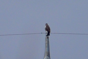 Eastern Buzzard 境御嶽山自然の森公園(伊勢崎市)  Sun, 3/24/2024