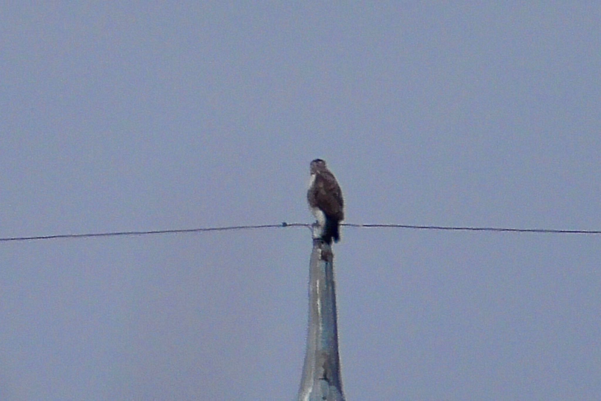 Eastern Buzzard