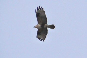 Eastern Buzzard 境御嶽山自然の森公園(伊勢崎市)  Sun, 3/24/2024