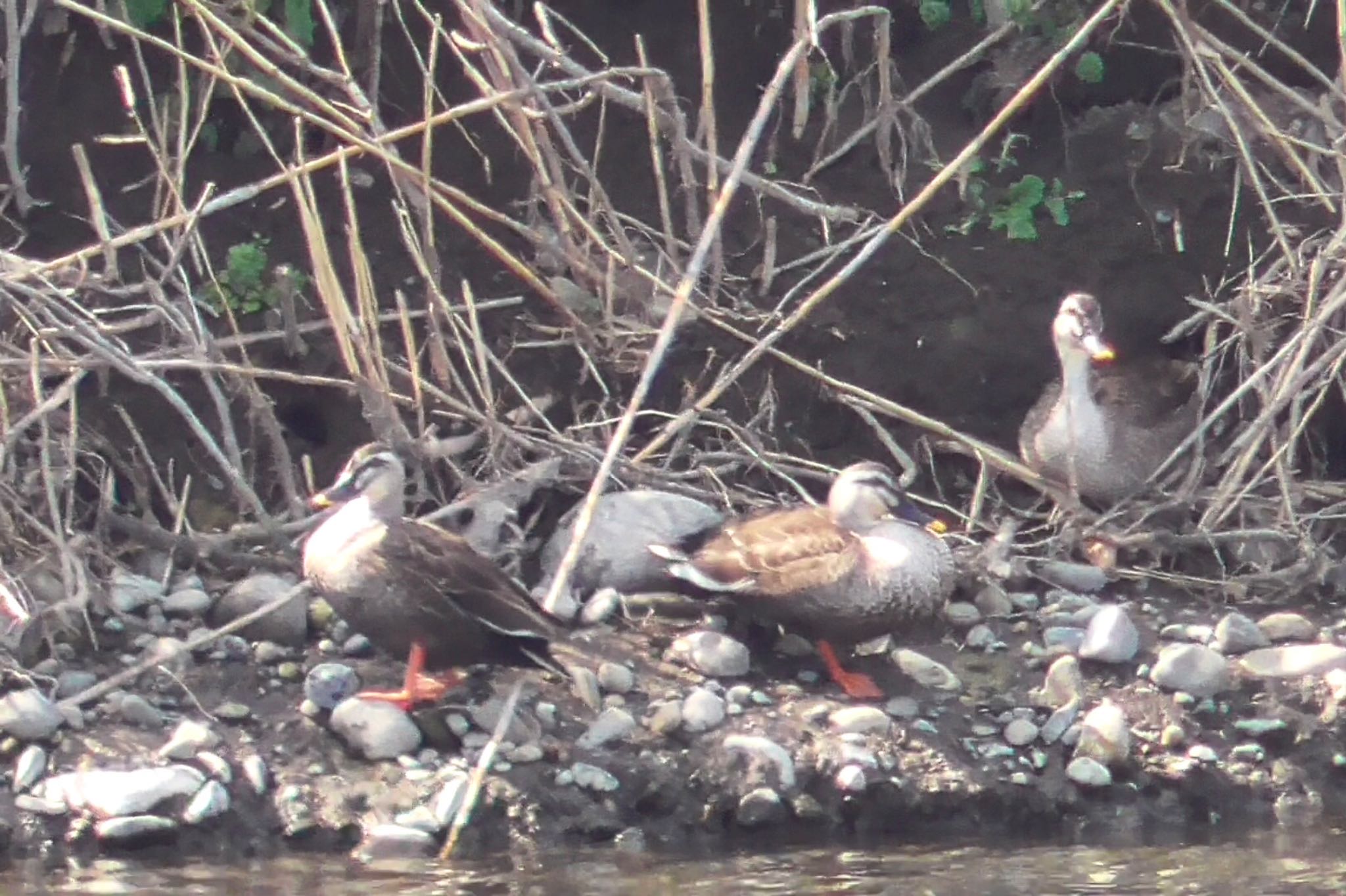 Eastern Spot-billed Duck