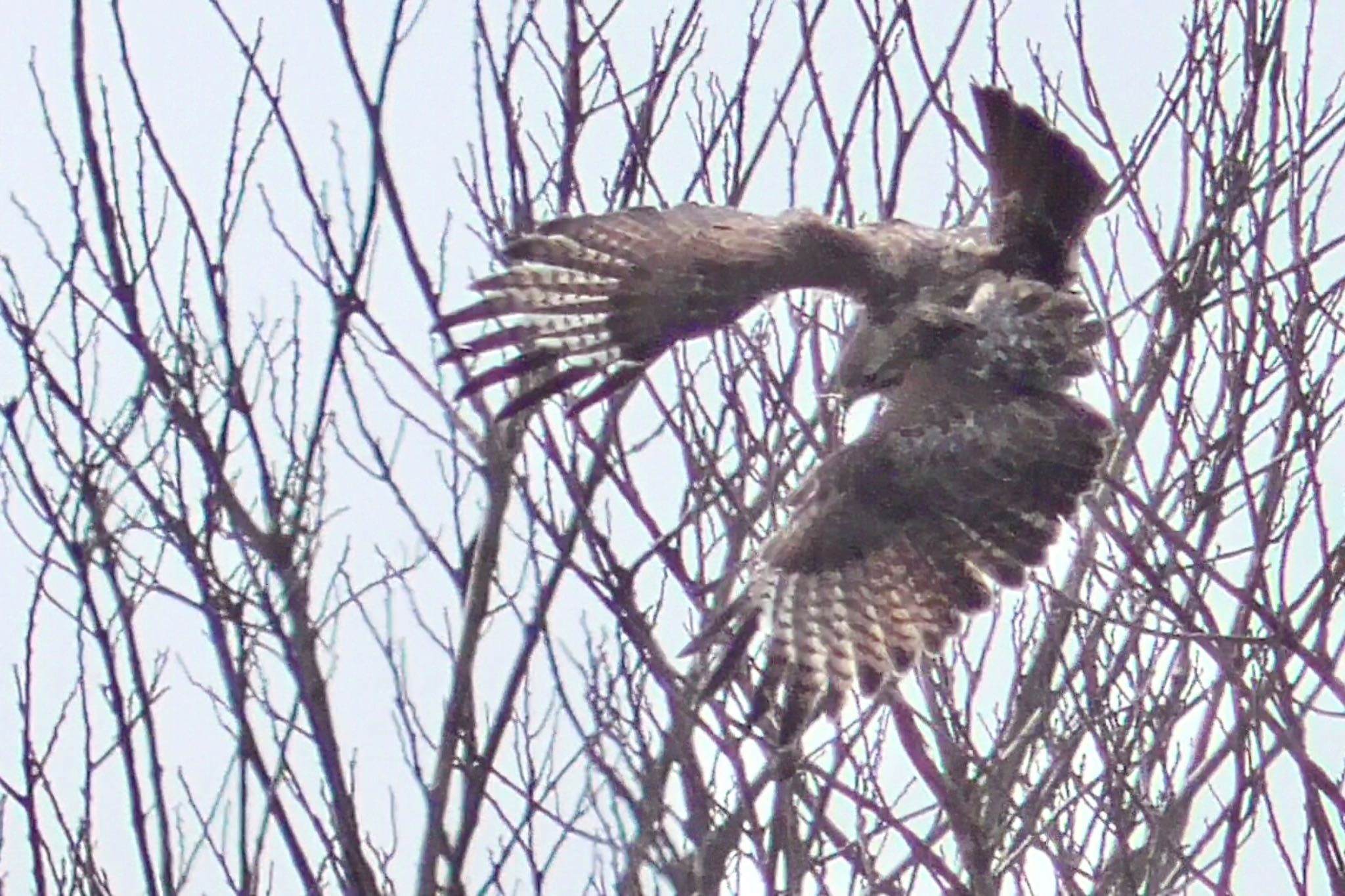 Eastern Buzzard