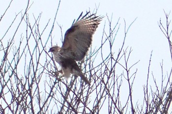 Eastern Buzzard 境御嶽山自然の森公園(伊勢崎市)  Sun, 3/24/2024