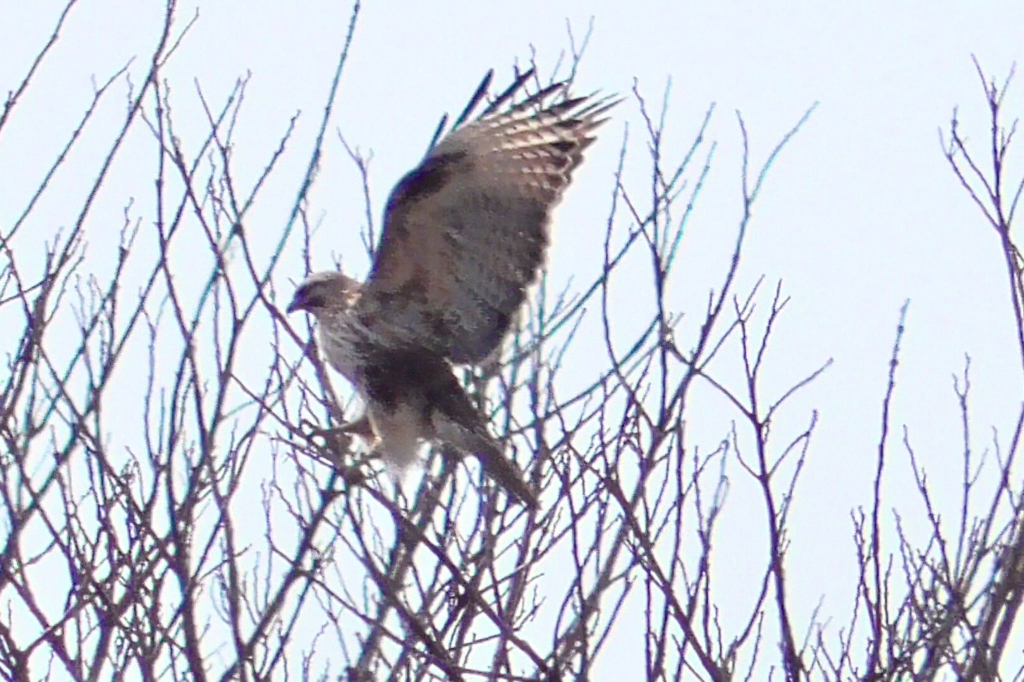 Eastern Buzzard