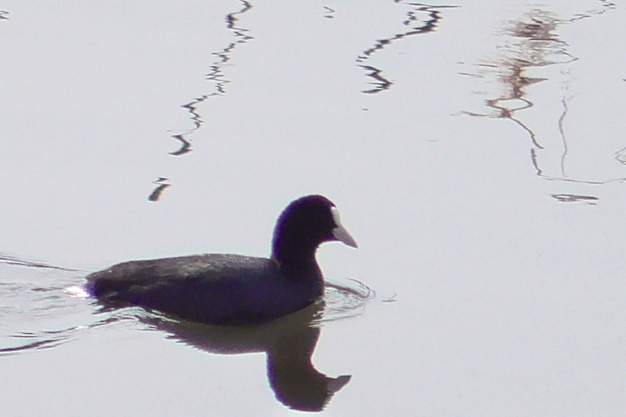 Eurasian Coot