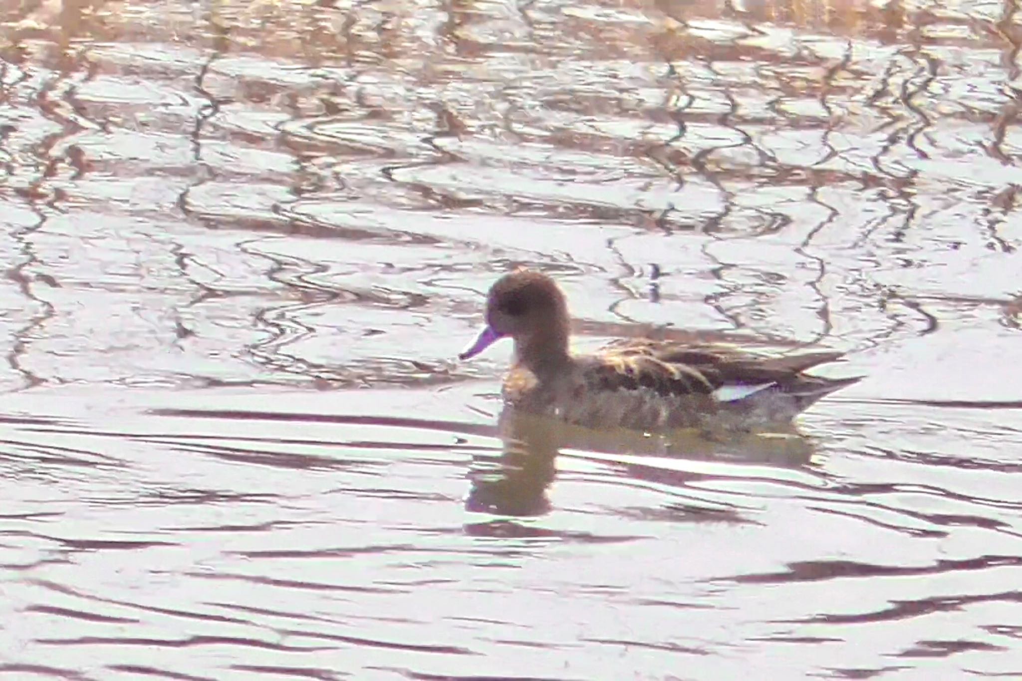 Eurasian Wigeon