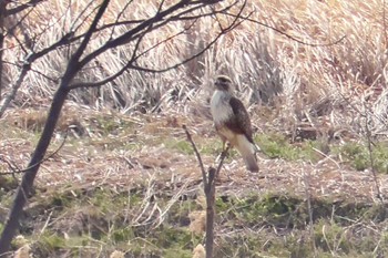 Eastern Buzzard 境御嶽山自然の森公園(伊勢崎市)  Sun, 3/24/2024