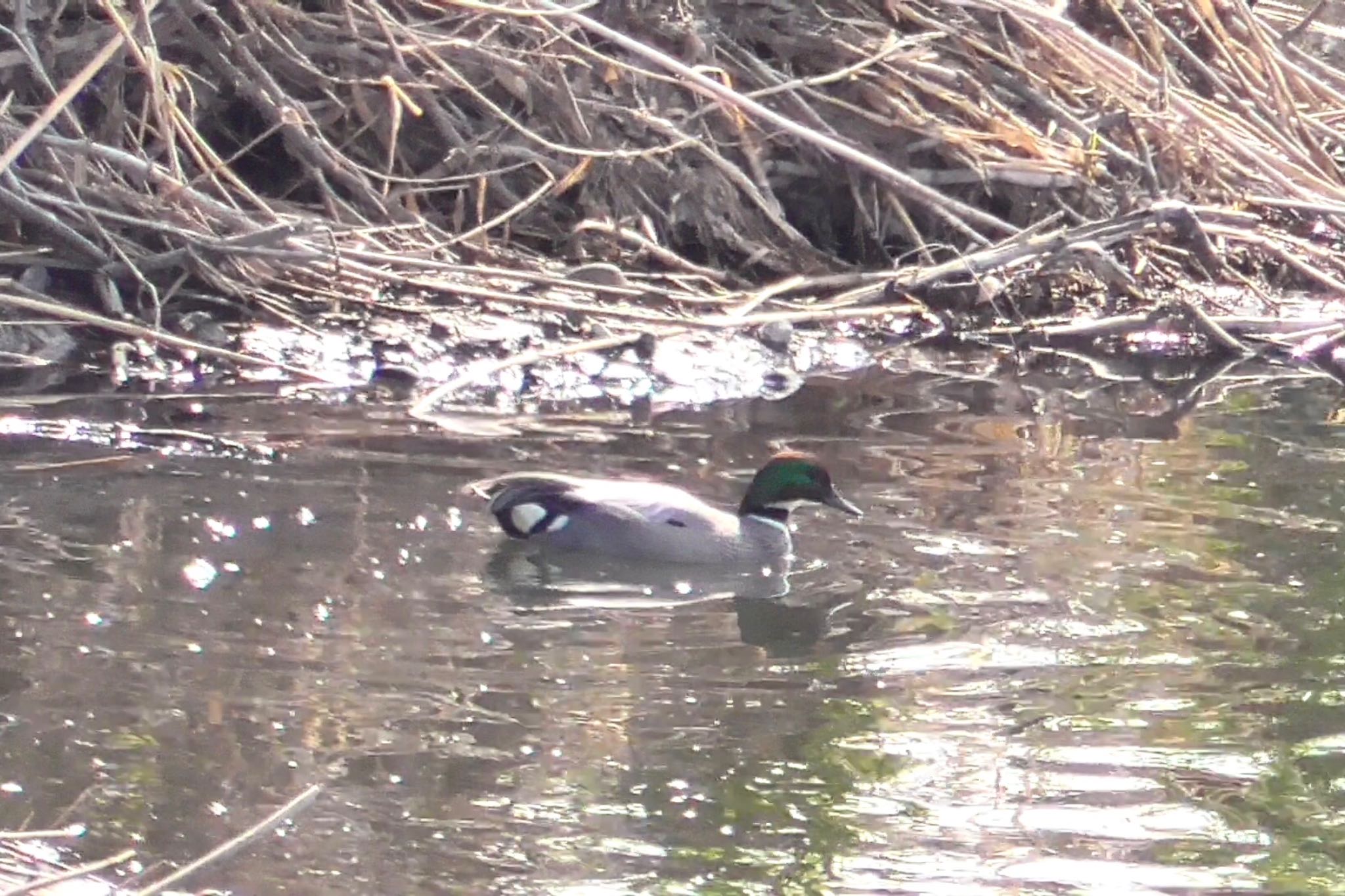 Falcated Duck