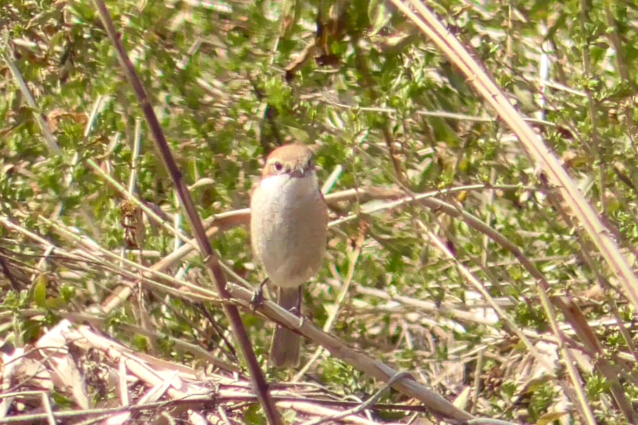 Bull-headed Shrike