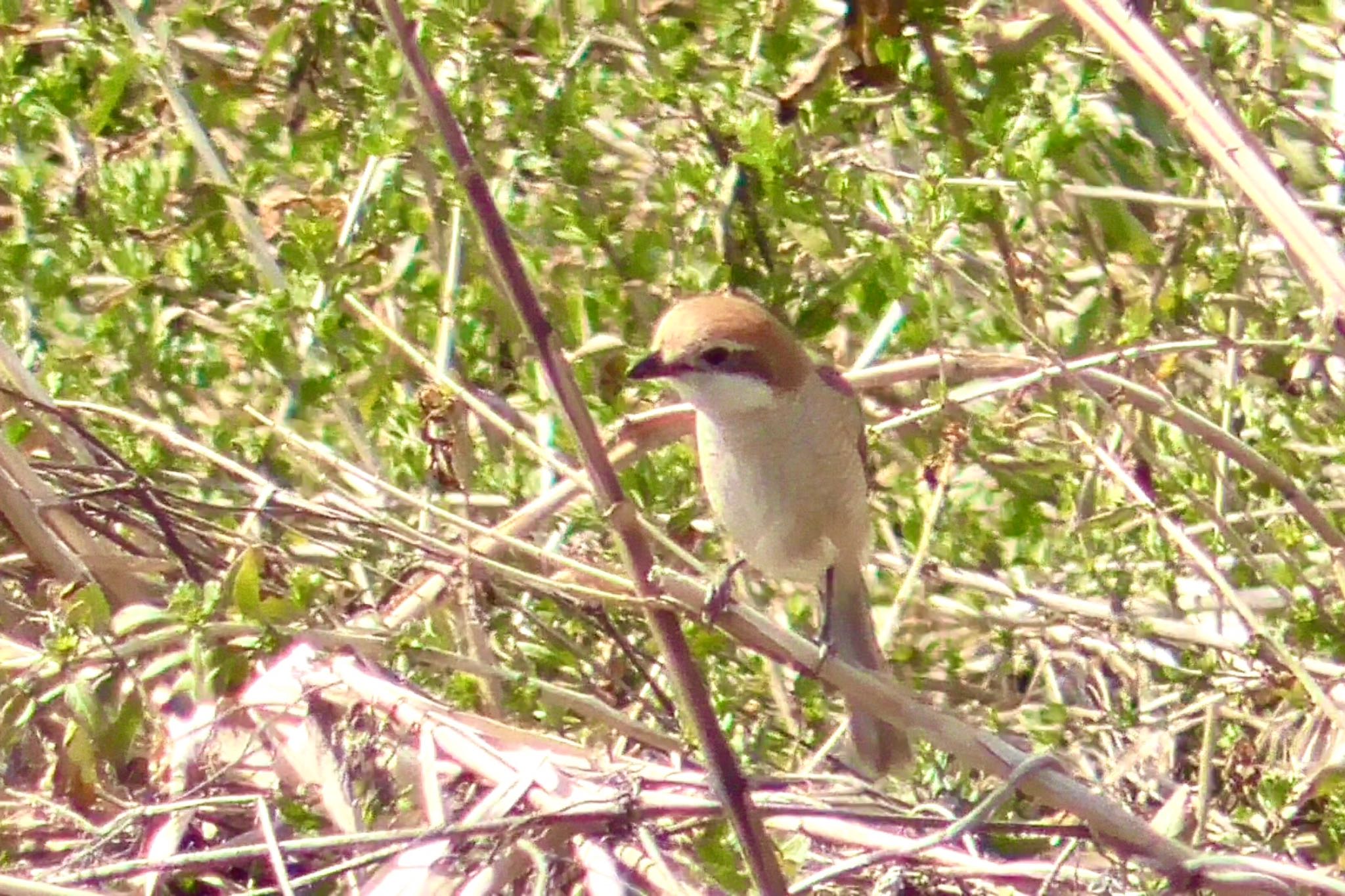 Bull-headed Shrike