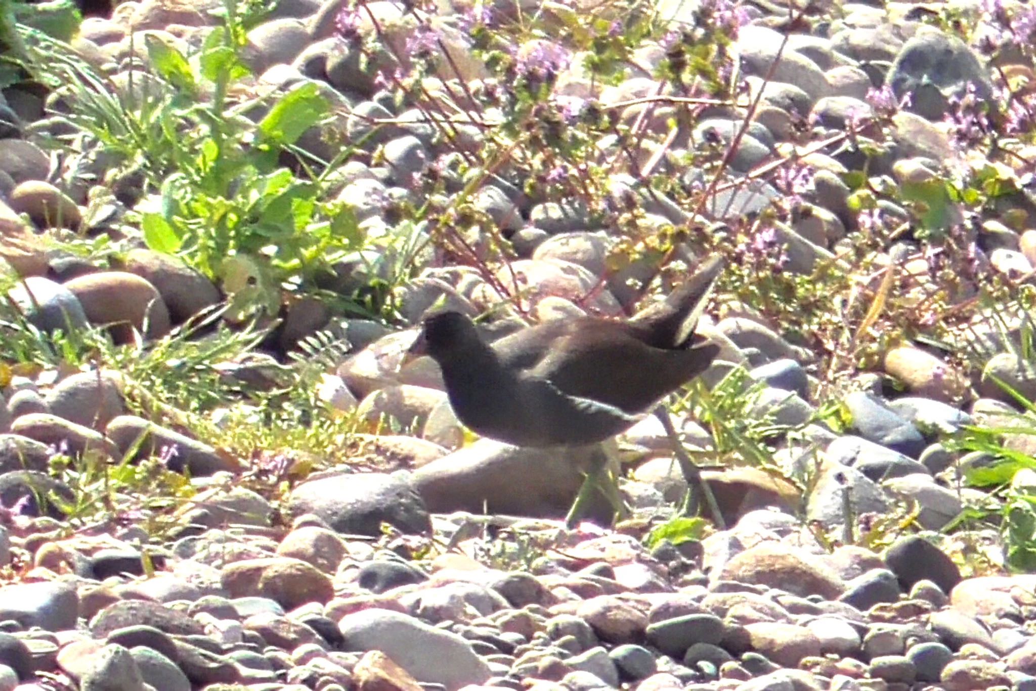 Common Moorhen