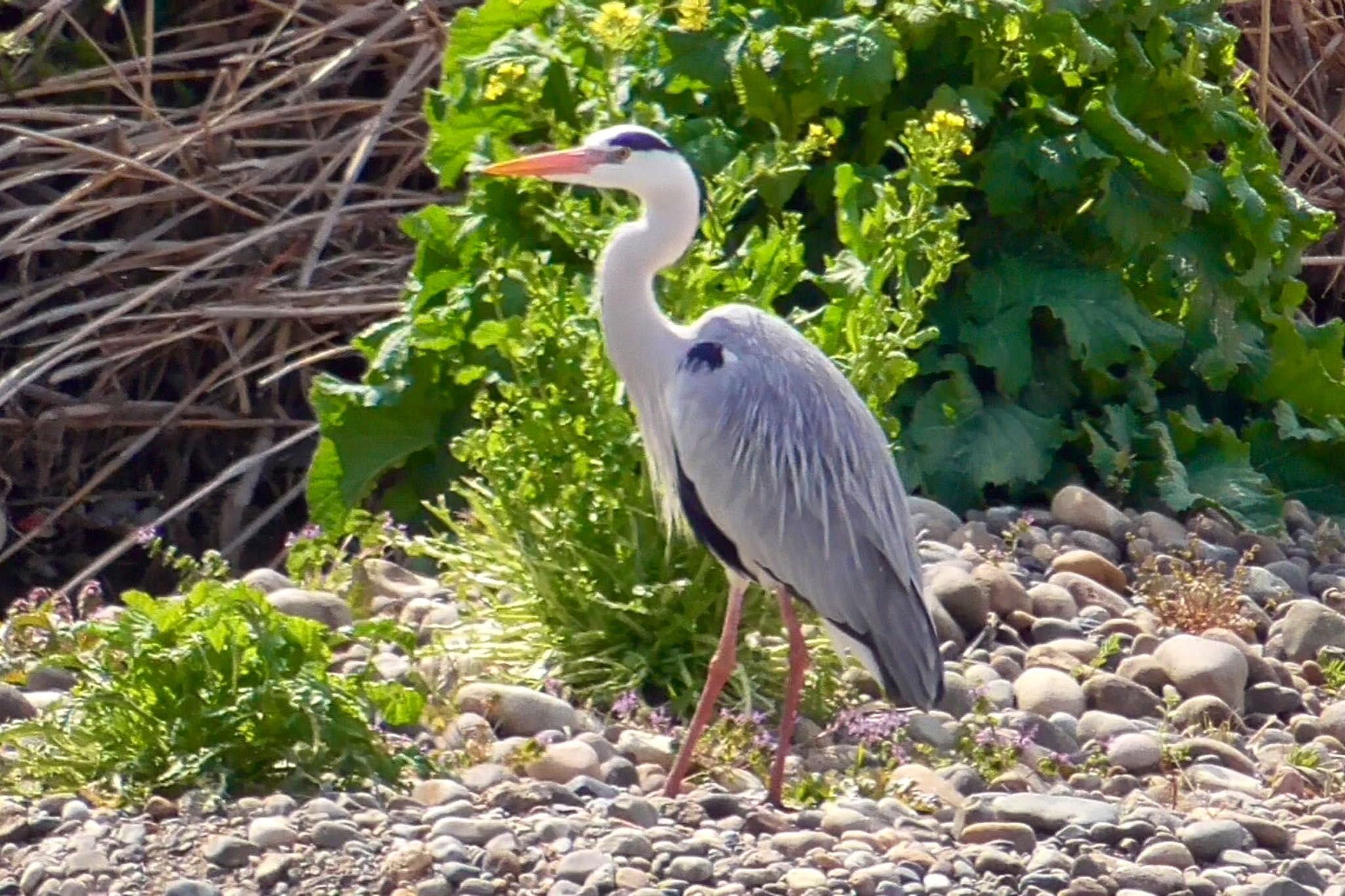 Grey Heron