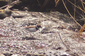 Little Ringed Plover 境御嶽山自然の森公園(伊勢崎市)  Sun, 3/24/2024