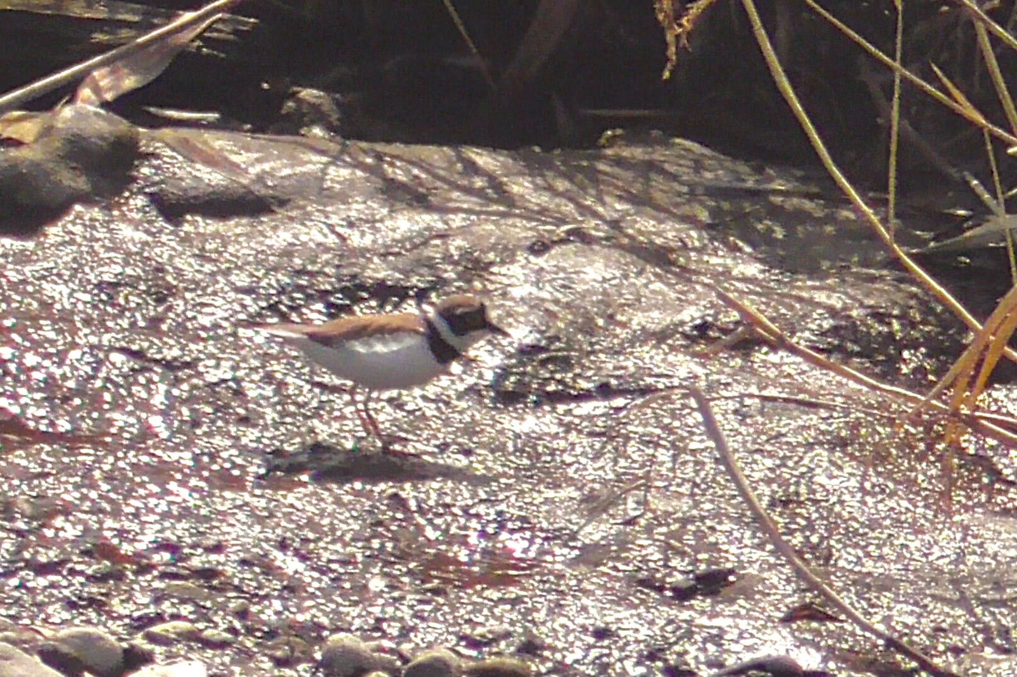 Photo of Little Ringed Plover at 境御嶽山自然の森公園(伊勢崎市)  by KozBird