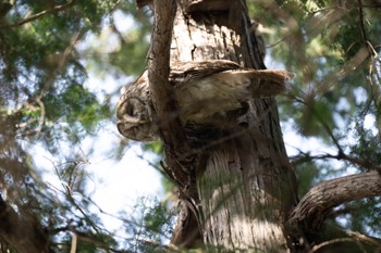 Ural Owl Inokashira Park Sat, 3/30/2024