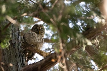 Ural Owl Inokashira Park Sat, 3/30/2024