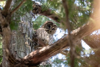 Ural Owl Inokashira Park Sun, 3/31/2024