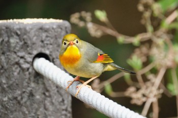 Red-billed Leiothrix 愛鷹広域公園 Tue, 4/2/2024