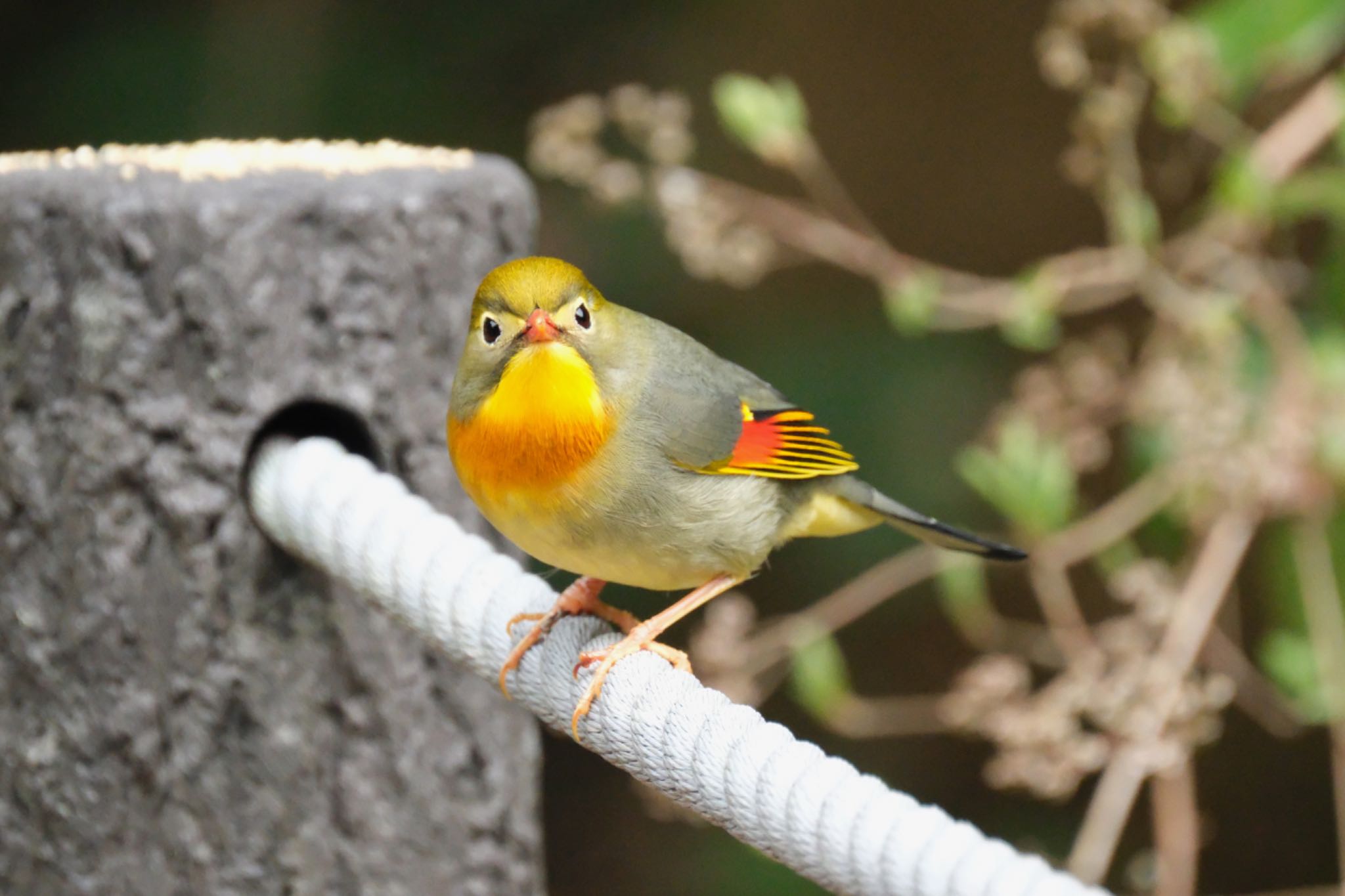 Red-billed Leiothrix