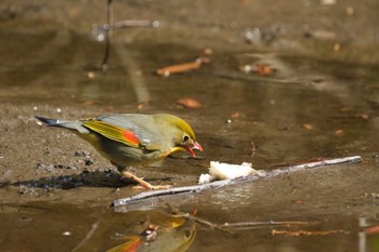 Red-billed Leiothrix 愛鷹広域公園 Tue, 4/2/2024