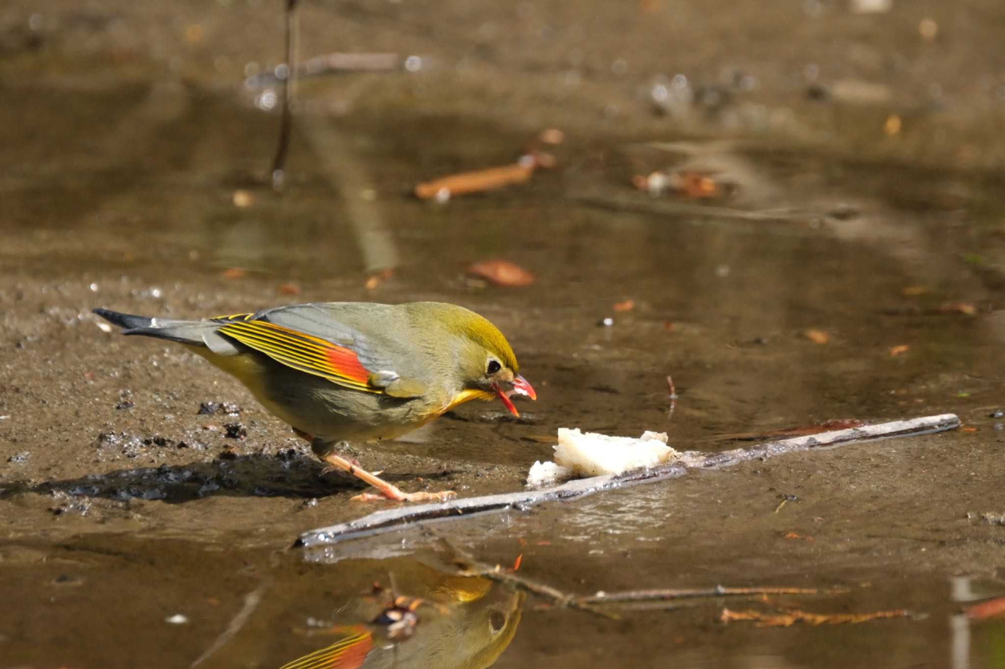 Photo of Red-billed Leiothrix at 愛鷹広域公園 by ポン介