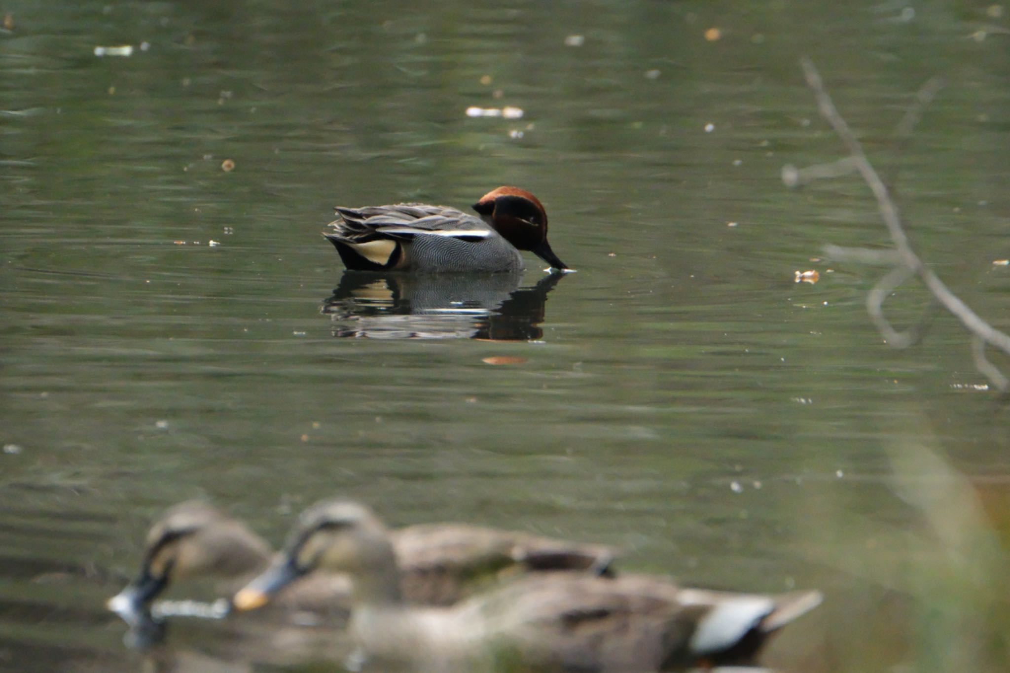 Photo of Eurasian Teal at 愛鷹広域公園 by ポン介