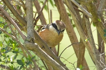 Bull-headed Shrike 武庫川 Fri, 3/29/2024