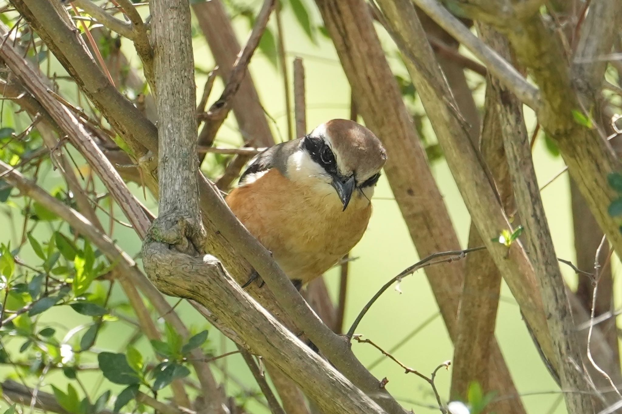 Bull-headed Shrike