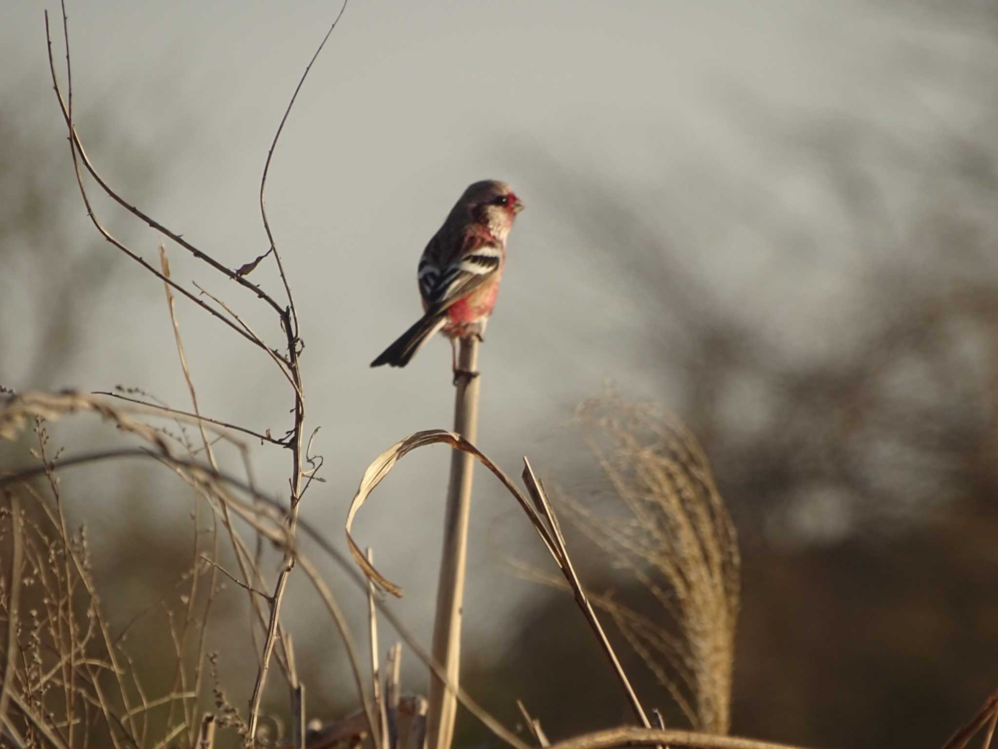 Photo of Siberian Long-tailed Rosefinch at 桂川 by アカウント16296