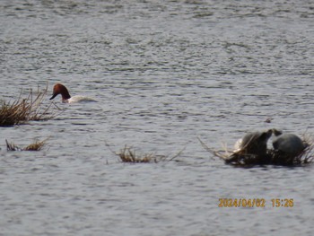 Common Pochard Kasai Rinkai Park Tue, 4/2/2024