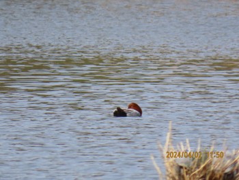 Common Pochard Kasai Rinkai Park Tue, 4/2/2024