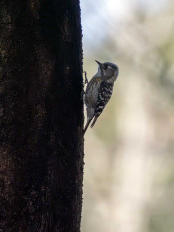 Japanese Pygmy Woodpecker 洞峰公園 Sun, 3/31/2024