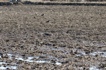 Northern Lapwing 甚兵衛公園(千葉県成田市) Sat, 1/27/2024